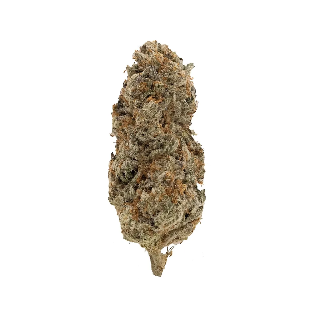 Gastro Pop AA exotic cannabis buds