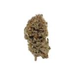 Black Cherry - AA Image