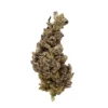 Purple Haze AA purple sativa cannabis buds