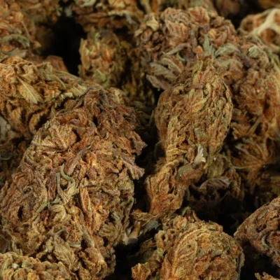 Alternative view of Skunkberry - A