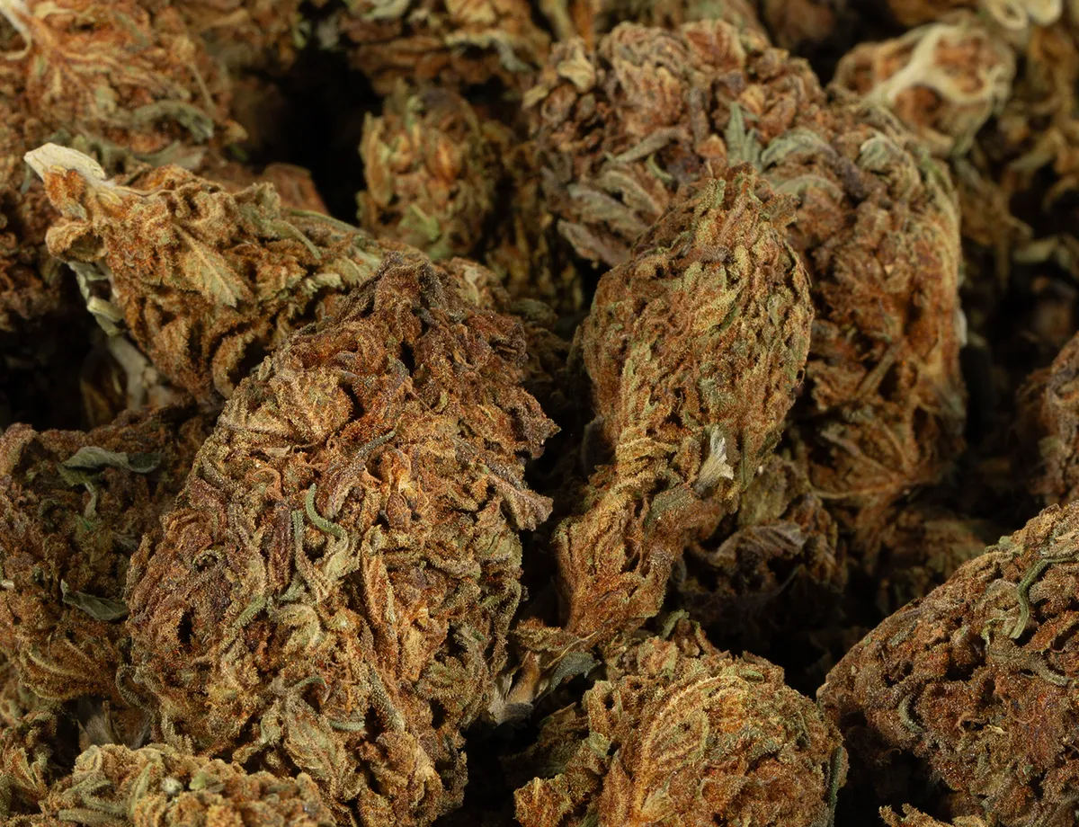 Skunkberry - A - Image 2