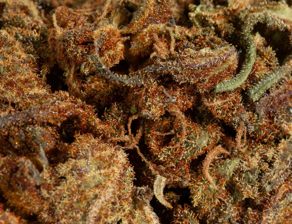 Skunkberry - A - Image 3