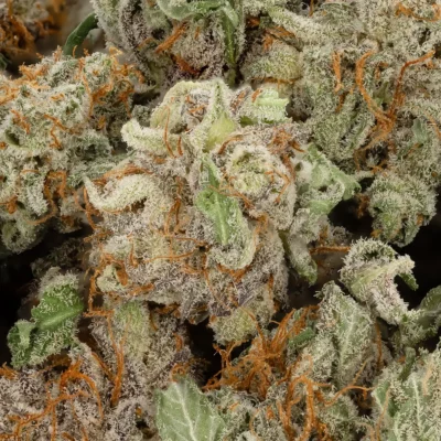 Alternative view of Platinum Cherry - A